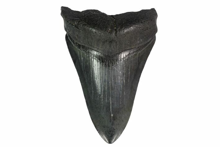 Fossil Megalodon Tooth - Georgia #144358